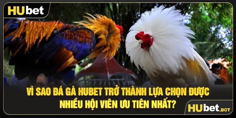 Vì sao đá gà Hubet trở thành lựa chọn được nhiều hội viên ưu tiên nhất?